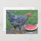 Watermeloen van kippen briefkaart (Voorkant / Achterkant)