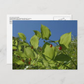 Watermelonbessen, Unalaska Island Briefkaart (Voorkant / Achterkant)