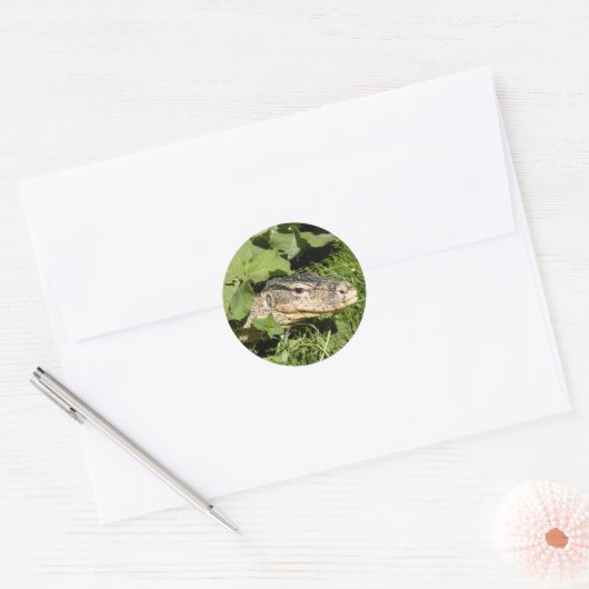 Watermonitor hagedis ronde sticker (Envelop)