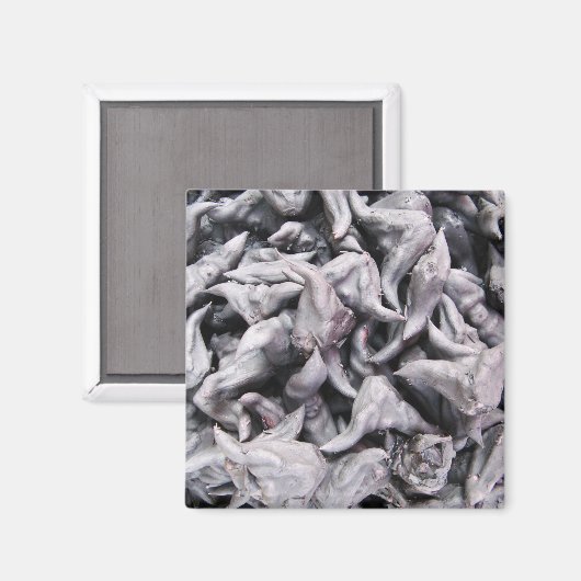 Waternoot - Watercalappels Magneet (Voorkant / Achterkant)