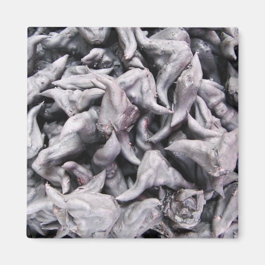 Waternoot - Watercalappels Magneet (Voorkant)