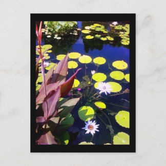 waterpoottuin briefkaart