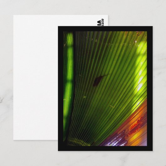 waterpoottuin briefkaart (Voorkant / Achterkant)