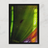 waterpoottuin briefkaart (Voorkant)