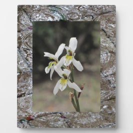 Waterrimpelregendruppels Fotoplaat