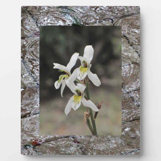 Waterrimpelregendruppels Fotoplaat (Voorkant)