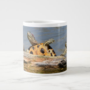 Waterschildpadden die een bepaalde zon krijgen grote koffiekop