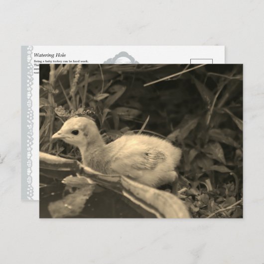 Watersgat - briefkaart (Voorkant / Achterkant)