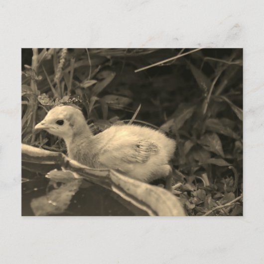 Watersgat - briefkaart (Voorkant)