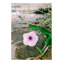 Waterspinazie in de damp