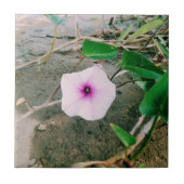 Waterspinazie in de damp tegeltje (Voorkant)