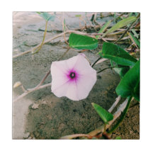 Waterspinazie in de damp