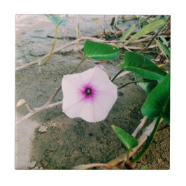 Waterspinazie in de damp tegeltje