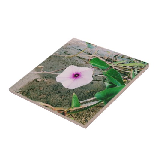 Waterspinazie in de damp tegeltje (Zijkant)