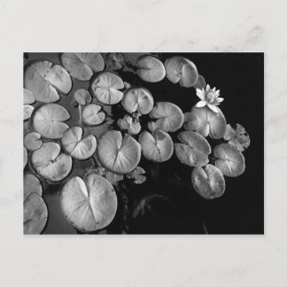 Watertuin, briefkaarten