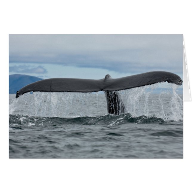 Waterval (Voorkant Horizontaal)