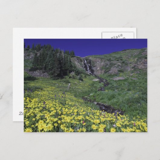 Waterval en wilde bloemen in het alpenweide, 3 briefkaart (Voorkant / Achterkant)