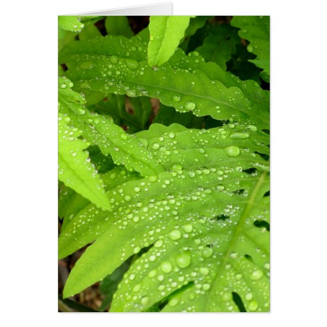 Waterval Fern (Voorkant)
