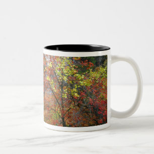 Waterval, grote-tand esdoorn Acer Tweekleurige Koffiemok