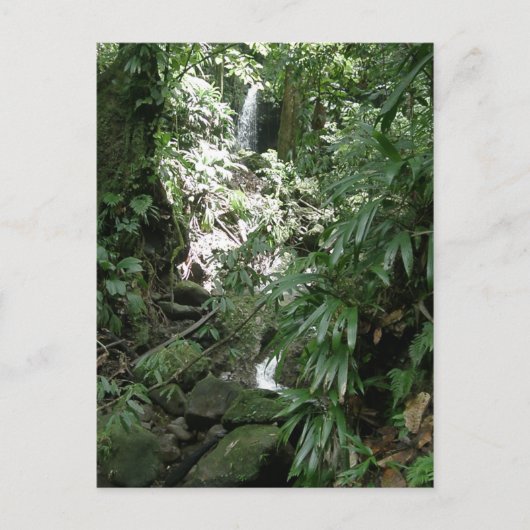 Waterval in Dominica Briefkaart (Voorkant)
