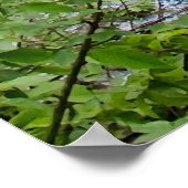 Watervalcascade in het park Plitvice Poster (Hoek)