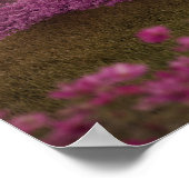 Watervallen en Cherry Trees rond een meer Poster (Hoek)