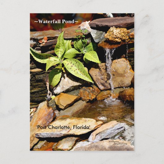 Watervalvijver Port Charlotte FL Briefkaart (Voorkant)