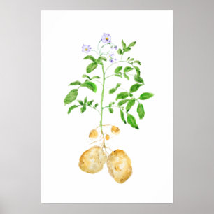 waterverf aardappelplant poster