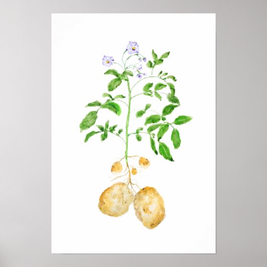 waterverf aardappelplant poster (Voorkant)