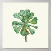 Waterverf Antiek Botanische Cactus Print Poster (Voorkant)