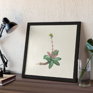 Waterverf Antiek Poster voor botanische afdrukken