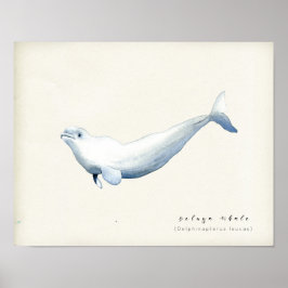 Waterverf Beluga Whale Poster