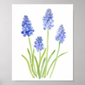 waterverf blauwe druif hyacinth 2023 poster (Voorkant)