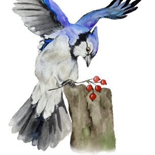 Waterverf blauwe jay bier onderzetter