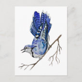 Waterverf blauwe jay briefkaart (Voorkant)