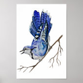 Waterverf blauwe jay poster (Voorkant)