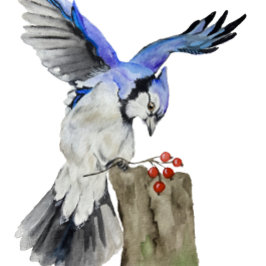 Waterverf blauwe jay rond kussen