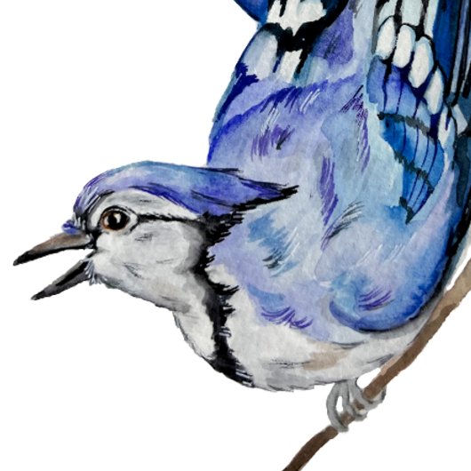 Waterverf blauwe jay tote bag