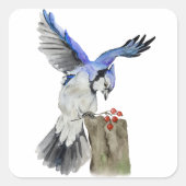 Waterverf blauwe jay vierkante sticker (Voorkant)