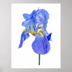 Waterverf Blue Iris Flower Briefkaart Poster