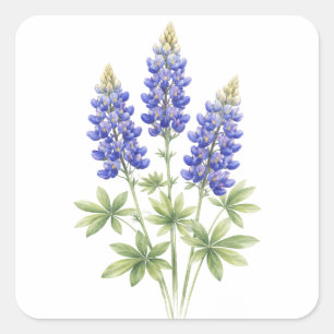 Waterverf Bluebonnets Texas Staatsbloemen Lupine Vierkante Sticker