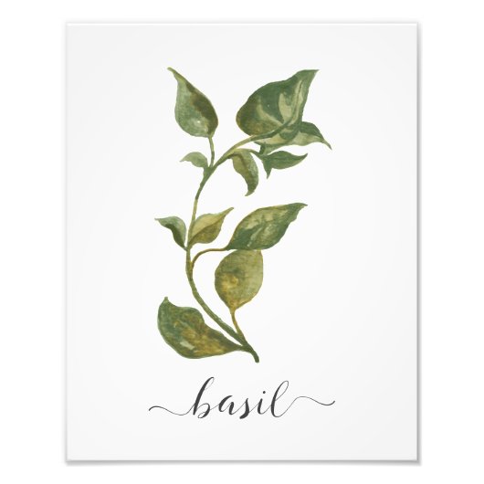 Waterverf Botanische Herb Print Basil Foto Afdruk (Voorkant)