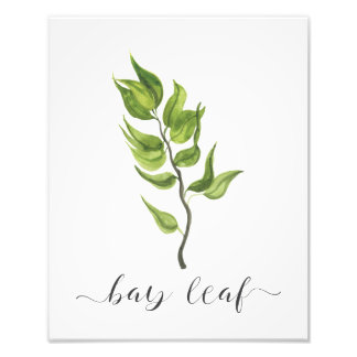 Waterverf Botanische Herb Print Bay Leaf Foto Afdruk