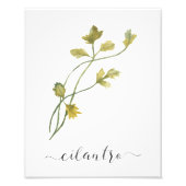 Waterverf Botanische Herb Print Cilantro Foto Afdruk (Voorkant)