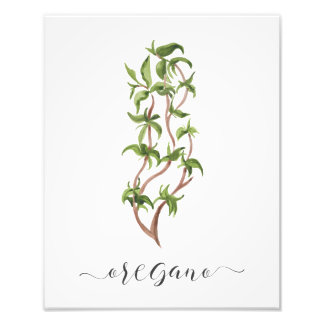 Waterverf Botanische Herb Print Oregano Foto Afdruk