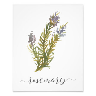 Waterverf Botanische Herb Print Rosemary Foto Afdruk