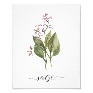 Waterverf Botanische Herb Print Sage Foto Afdruk