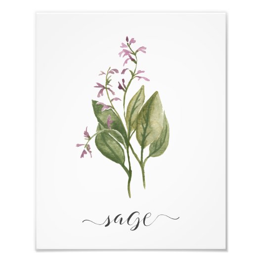 Waterverf Botanische Herb Print Sage Foto Afdruk (Voorkant)