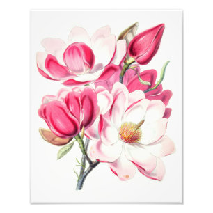 Waterverf Botanische Roze Magnolia Flowers Foto Afdruk