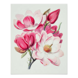 Waterverf Botanische Roze Magnolia Flowers Perfect Poster